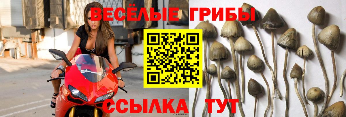 Псилоцибиновые грибы прущие грибы Партизанск